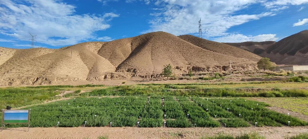东升国际草业苜蓿种质资源圃建成