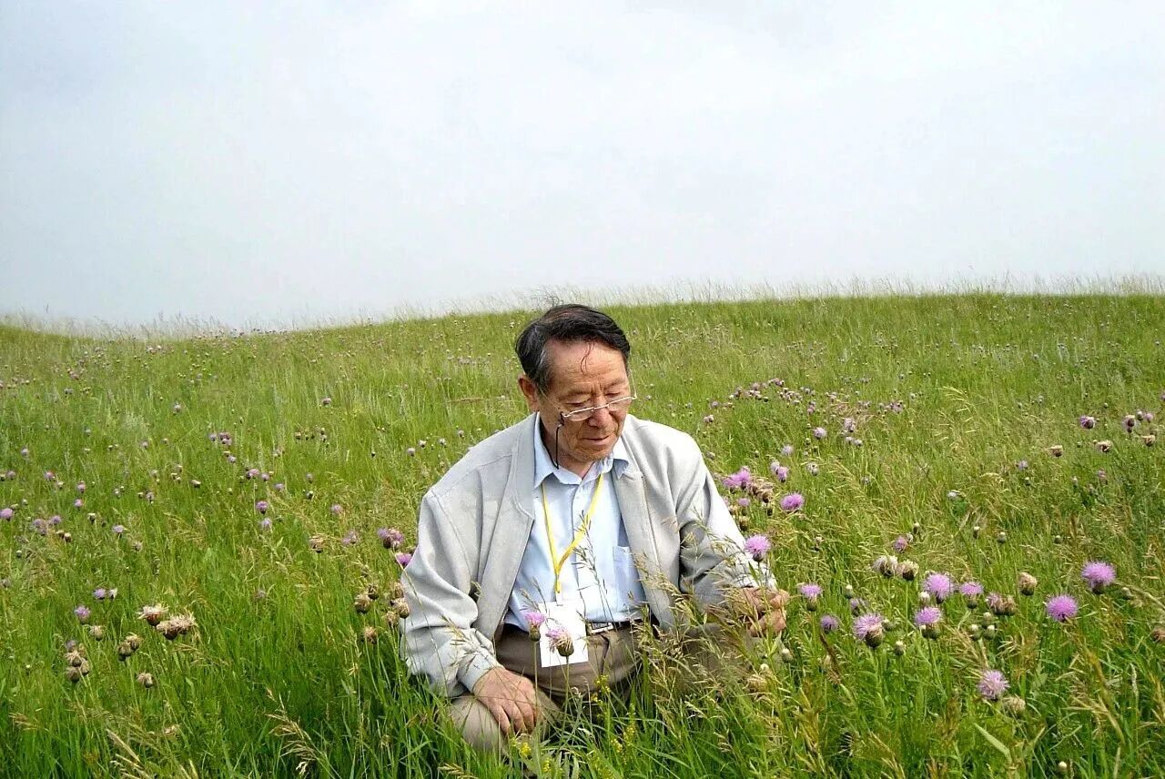 藏在草原里的“生态宝藏”：无芒雀麦，不止是牧草那么简单