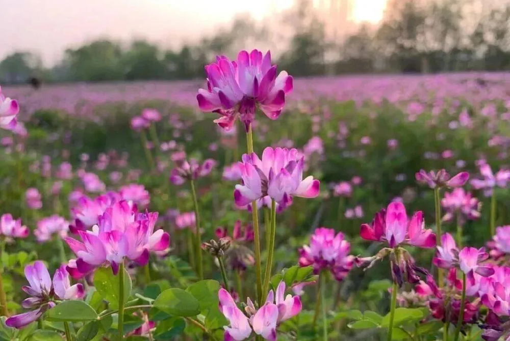 一粒绿肥种子，唤醒一片沃土